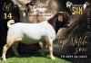 1 X BOER GOAT FLOCK BUCK Salmon van Huyssteen Boer Goat Stud
