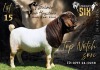 WITHDRAWN - 1 X BOER GOAT BUCK Salmon van Huyssteen Boer Goat Stud
