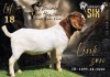 WITHDRAWN - 1 X BOER GOAT BUCK Salmon van Huyssteen Boer Goat Stud