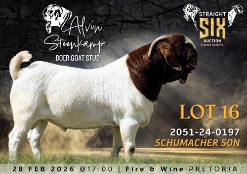 WITHDRAWN - 1 X BOER GOAT BUCK Alvin Steenkamp Boer Goat Stud