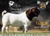 WITHDRAWN - 1 X BOER GOAT BUCK Alvin Steenkamp Boer Goat Stud