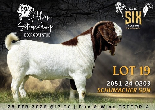 1 X BOER GOAT FLOCK ON COLOUR BUCK Alvin Steenkamp Boer Goat Stud