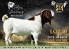 1 X BOER GOAT FLOCK ON COLOUR BUCK Alvin Steenkamp Boer Goat Stud