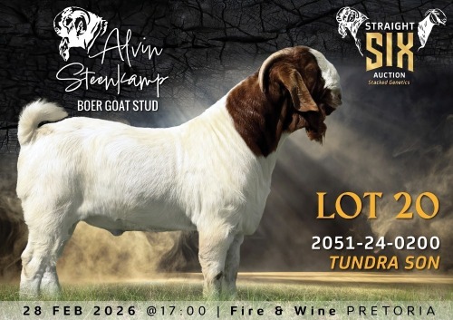 WITHDRAWN - 1 X BOER GOAT BUCK Alvin Steenkamp Boer Goat Stud