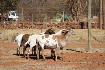 4 X MEATMASTER OOI LAPFONTEIN MEATMASTERS (PER STUK OM LOT TE NEEM)