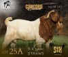 5 X BOER GOAT SEMEN STRAWS F2 Boerbokstoet (Per item to take the lot)
