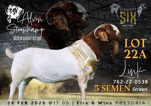 5 X BOER GOAT SEMEN STRAWS Alvin Steenkamp Boer Goat Stud (Per item to take the lot)