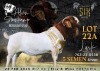 5 X BOER GOAT SEMEN STRAWS Alvin Steenkamp Boer Goat Stud (Per item to take the lot)