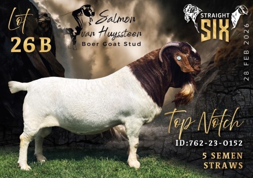 5 X BOER GOAT SEMEN STRAWS Salmon van Huyssteen Boer Goat Stud (Per item to take the lot)