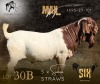 5 X BOER GOAT SEMEN STRAWS F2 Boerbokstoet (Per item to take the lot)