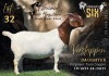 1 X BOER GOAT PREGNANT STUD DOE Salmon van Huyssteen Boer Goat Stud