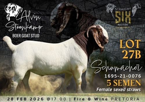 5 X BOER GOAT SEMEN STRAWS Alvin Steenkamp Boer Goat Stud (Per item to take the lot)