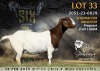 1 X BOER GOAT PREGNANT STUD DOE Alvin Steenkamp Boer Goat Stud