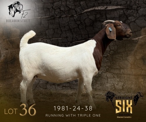 1 X BOER GOAT STUD DOE F2 Boerbokstoet