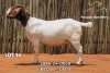 1 X BOER GOAT STUD DOE Passano Boerdery