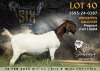 WITHDRAWN - 1 X BOER GOAT DOE Alvin Steenkamp Boer Goat Stud
