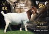 1 X BOER GOAT PREGNANT STUD DOE Salmon van Huyssteen Boer Goat Stud