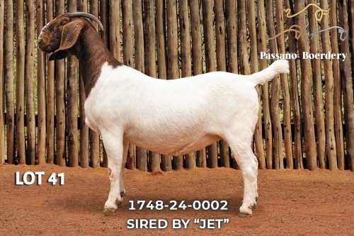 WITHDRAWN - 1 X BOER GOAT DOE Passano Boerdery