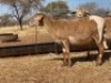 2 X MEATMASTER OOI THABA MEATMASTERS (PER STUK OM LOT TE NEEM) - 3