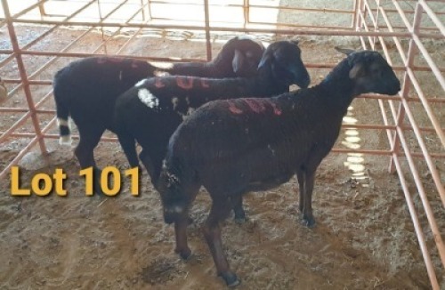 LOT 101 3X MEATMASTER OOI/EWE OSVLEY MEATMASTERS (PER STUK OM LOT TE NEEM/PER PIECE TO TAKE THE LOT)