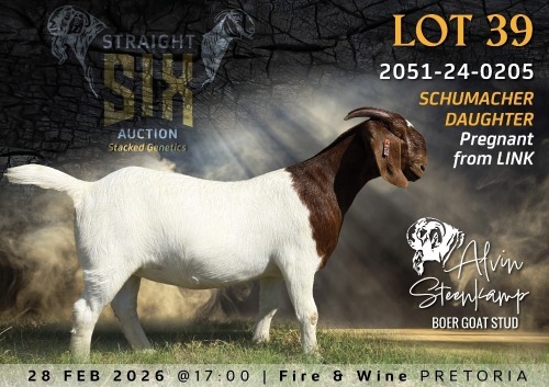 1 X BOER GOAT STUD DOE Alvin Steenkamp Boer Goat Stud