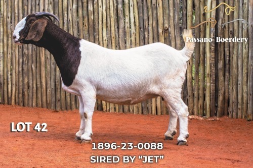 1 X BOER GOAT PREGNANT FLOCK DOE Passano Boerdery