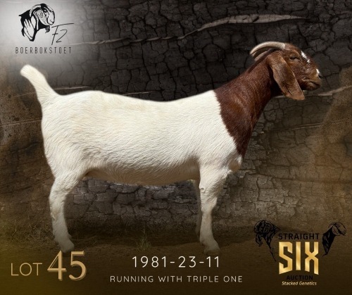 1 X BOER GOAT PREGNANT STUD DOE F2 Boerbokstoet