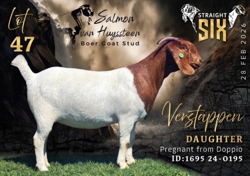 1 X BOER GOAT PREGNANT FLOCK ON COLOUR DOE Salmon van Huyssteen Boer Goat Stud