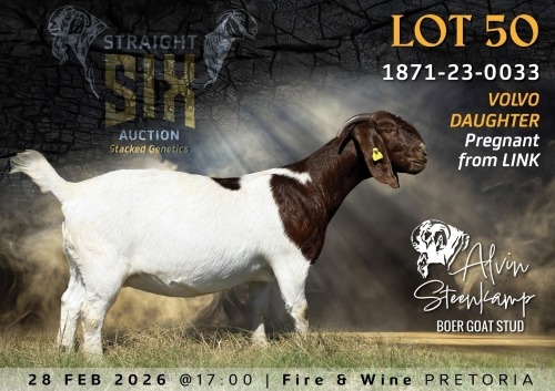 1 X BOER GOAT PREGNANT FLOCK ON TEAT DOE Alvin Steenkamp Boer Goat Stud