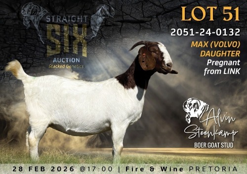 1+1 X BOER GOAT FLOCK DOE Alvin Steenkamp Boer Goat Stud