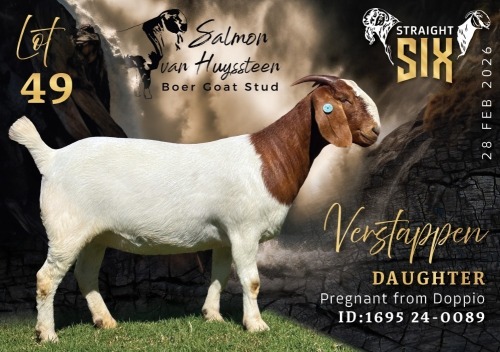 1 X BOER GOAT STUD DOE Salmon van Huyssteen Boer Goat Stud