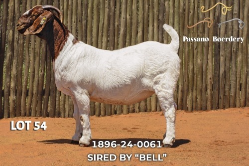 1 X BOER GOAT PREGNANT STUD DOE Passano Boerdery