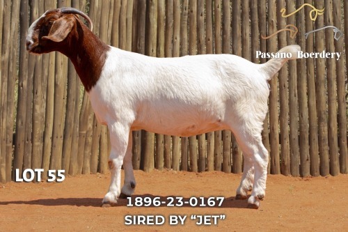 1 X BOER GOAT PREGNANT STUD DOE Passano Boerdery