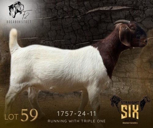 WITHDRAWN - 1 X BOER GOAT DOE F2 Boerbokstoet