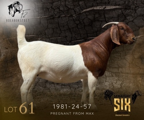 1 X BOER GOAT PREGNANT FLOCK ON COLOUR DOE F2 Boerbokstoet