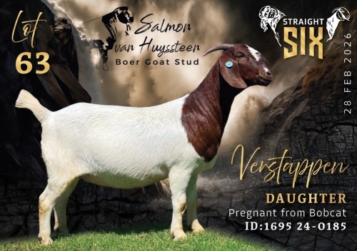 1 X BOER GOAT PREGNANT STUD DOE Salmon van Huyssteen Boer Goat Stud