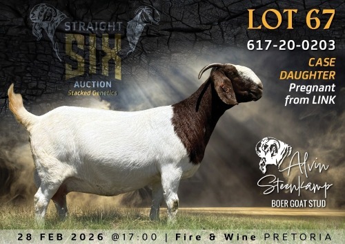 1 X BOER GOAT STUD DOE Alvin Steenkamp Boer Goat Stud