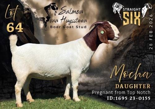 1 X BOER GOAT FLOCK ON TEAT DOE Salmon van Huyssteen Boer Goat Stud