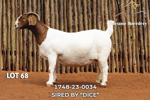 1 X BOER GOAT PREGNANT FLOCK DOE Passano Boerdery