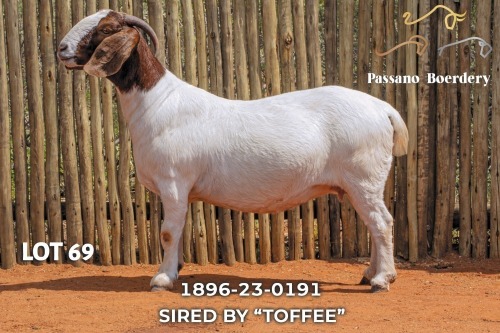 1 X BOER GOAT PREGNANT STUD DOE Passano Boerdery