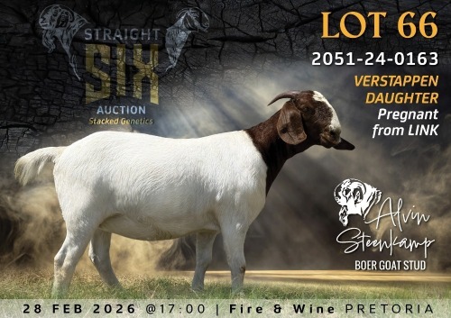 1+2 X BOER GOAT FLOCK DOE Alvin Steenkamp Boer Goat Stud