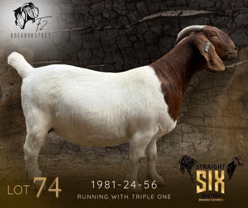 1 X BOER GOAT PREGNANT FLOCK DOE F2 Boerbokstoet