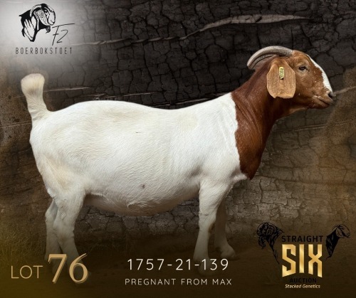 WITHDRAWN - 1 X BOER GOAT DOE F2 Boerbokstoet