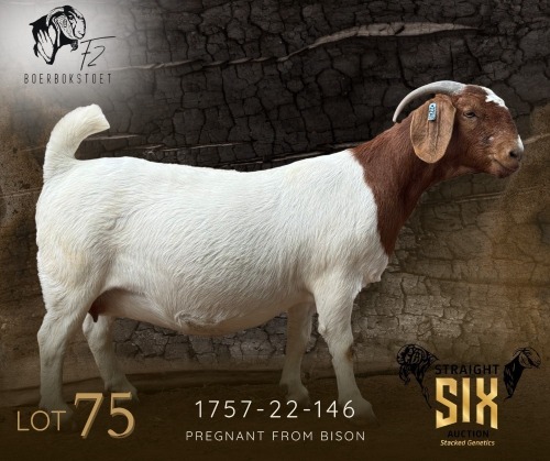 1 X BOER GOAT PREGNANT STUD DOE F2 Boerbokstoet