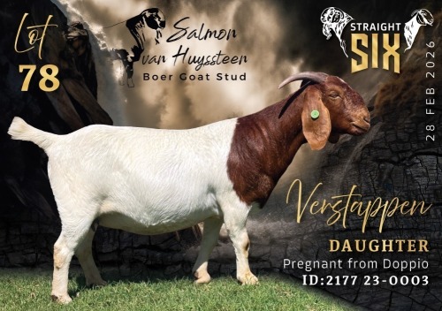 1 X BOER GOAT PREGNANT FLOCK ON COLOUR DOE Salmon van Huyssteen Boer Goat Stud