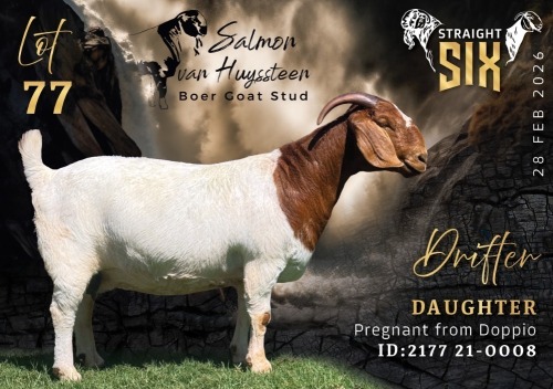 1 X BOER GOAT PREGNANT FLOCK ON TEAT DOE Salmon van Huyssteen Boer Goat Stud