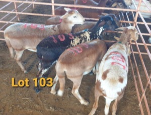 LOT 103 5X MEATMASTER OOI/EWE OSVLEY MEATMASTER (PER STUK OM LOT TE NEEM/PER PIECE TO TAKE THE LOT)