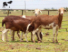 LOT 47 3X MEATMASTER OOI/EWE CHRISTOF GROBLER : 0837812076 - 2