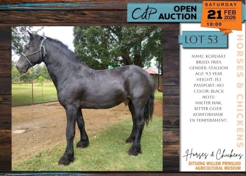 1 X FRESIAN KORDAAT STALLION YAKEZA RANCH (ANYA VAN DER MERWE)