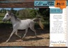 1 X ARABIAN SHARIB MARE WILLEM SCHOLTZ